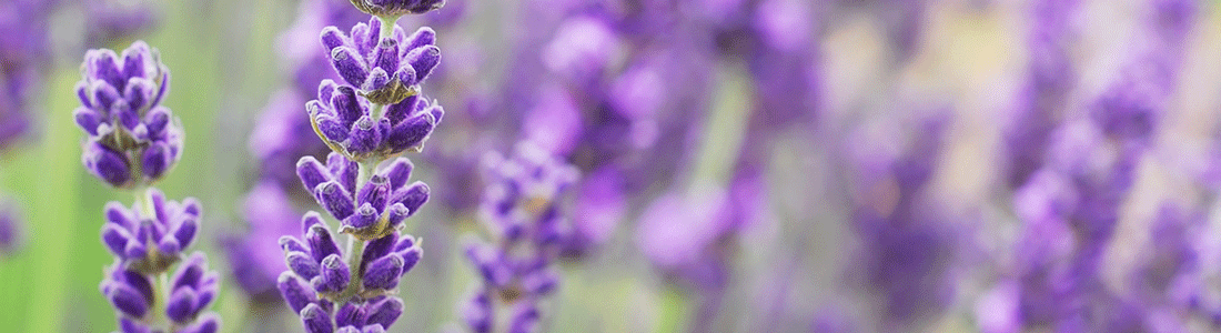 Lavendelfeld. Details von lila Lavendel und Wiese